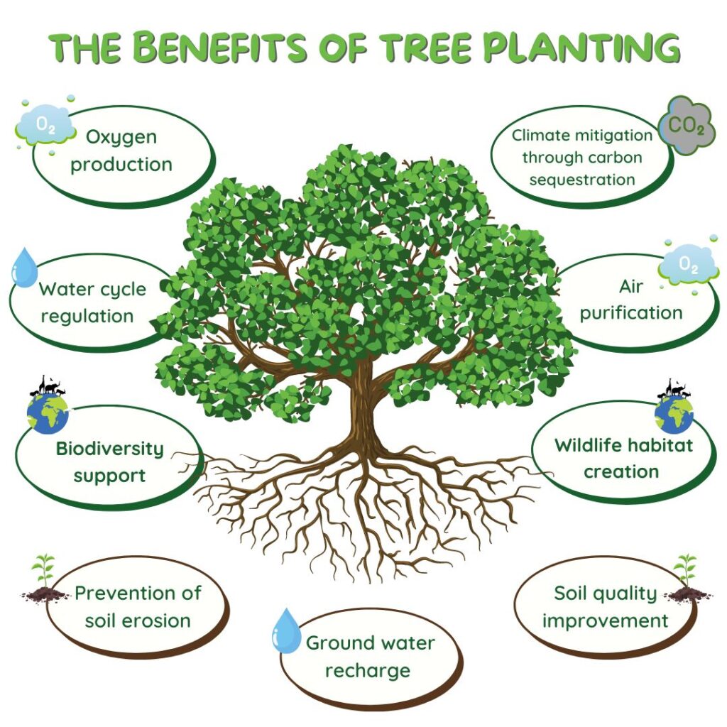 The Benefits Of Tree Planting