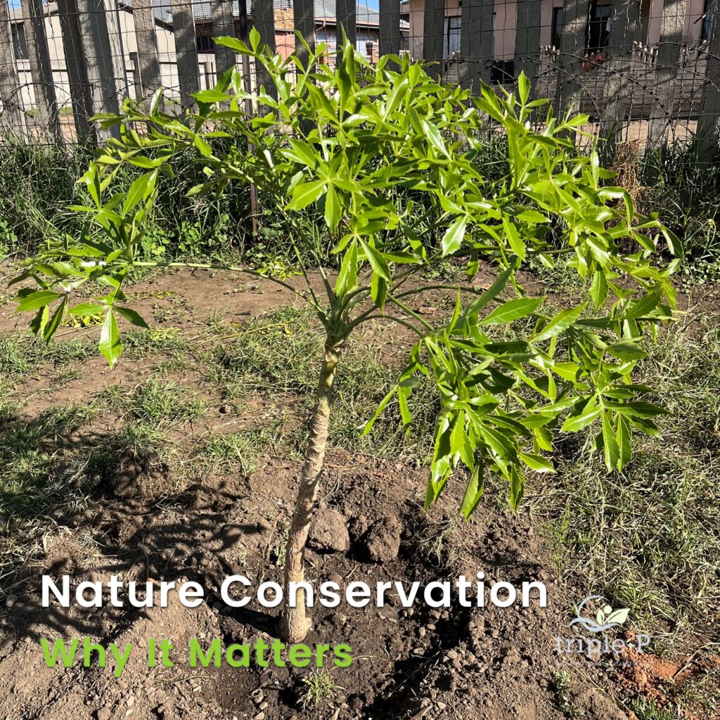 Why Nature Conservation Matters